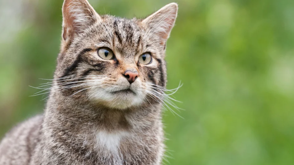 Visszatért a természetbe Merlin, a Budakeszi Vadasparkban felnevelt vadmacska